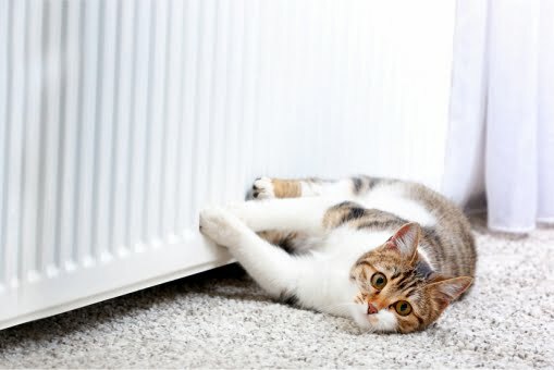 cat_by_radiator_510px Plumber in Highworth