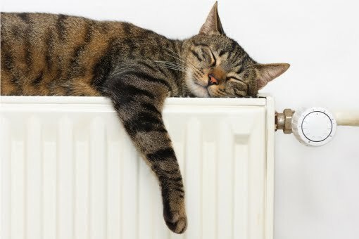 cat_on_radiator_510px Plumber in Lechlade