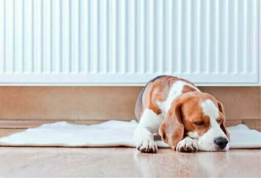 Dog_by_radiator Plumber in Faringdon